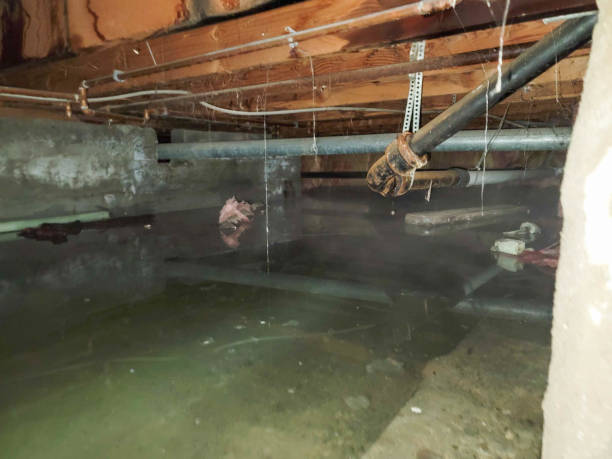 Best Local water damage restoration  in Colwich, KS