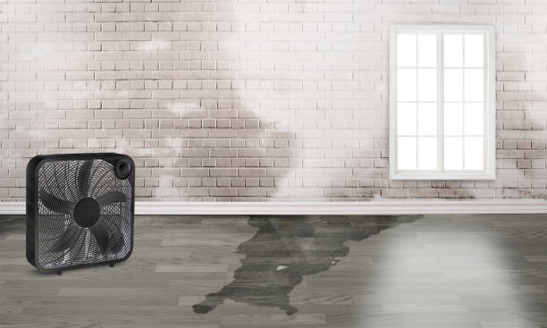 Best Professional water damage repair  in Colwich, KS